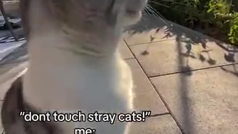When im asked to stay away from stay cats 🐱