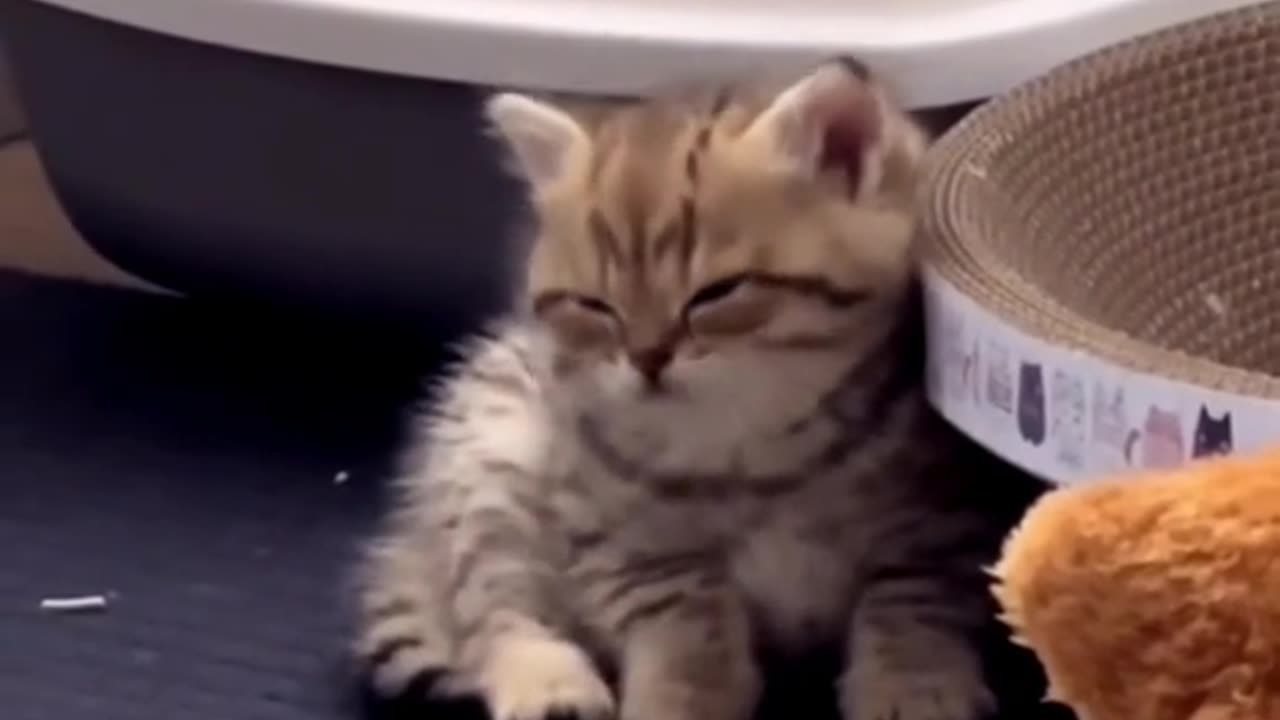 Cat viral reels video