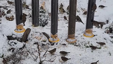 Success with a new bird feeding area