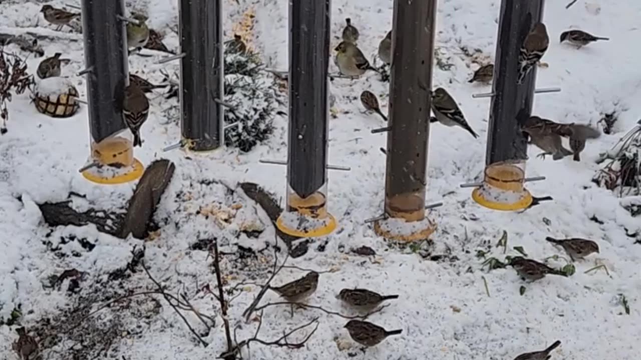 Success with a new bird feeding area