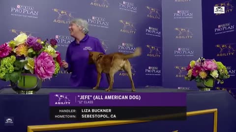 Crazy Performances - Top 2025 Westminster Kennel Club Masters Agility Championships