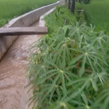rivers and rice fields as well as beautiful hill views