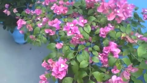 Beautiful vase with purple spring flowers in a building, they are pretty [Nature & Animals]