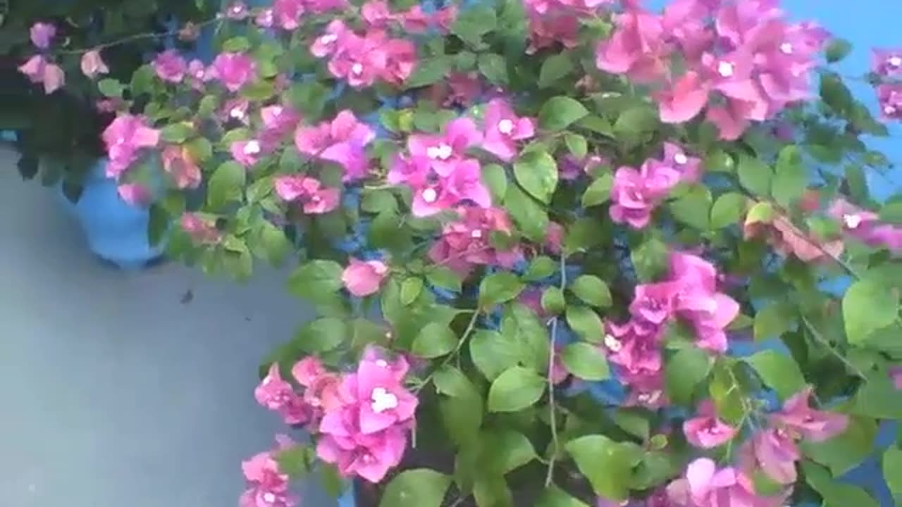 Beautiful vase with purple spring flowers in a building, they are pretty [Nature & Animals]