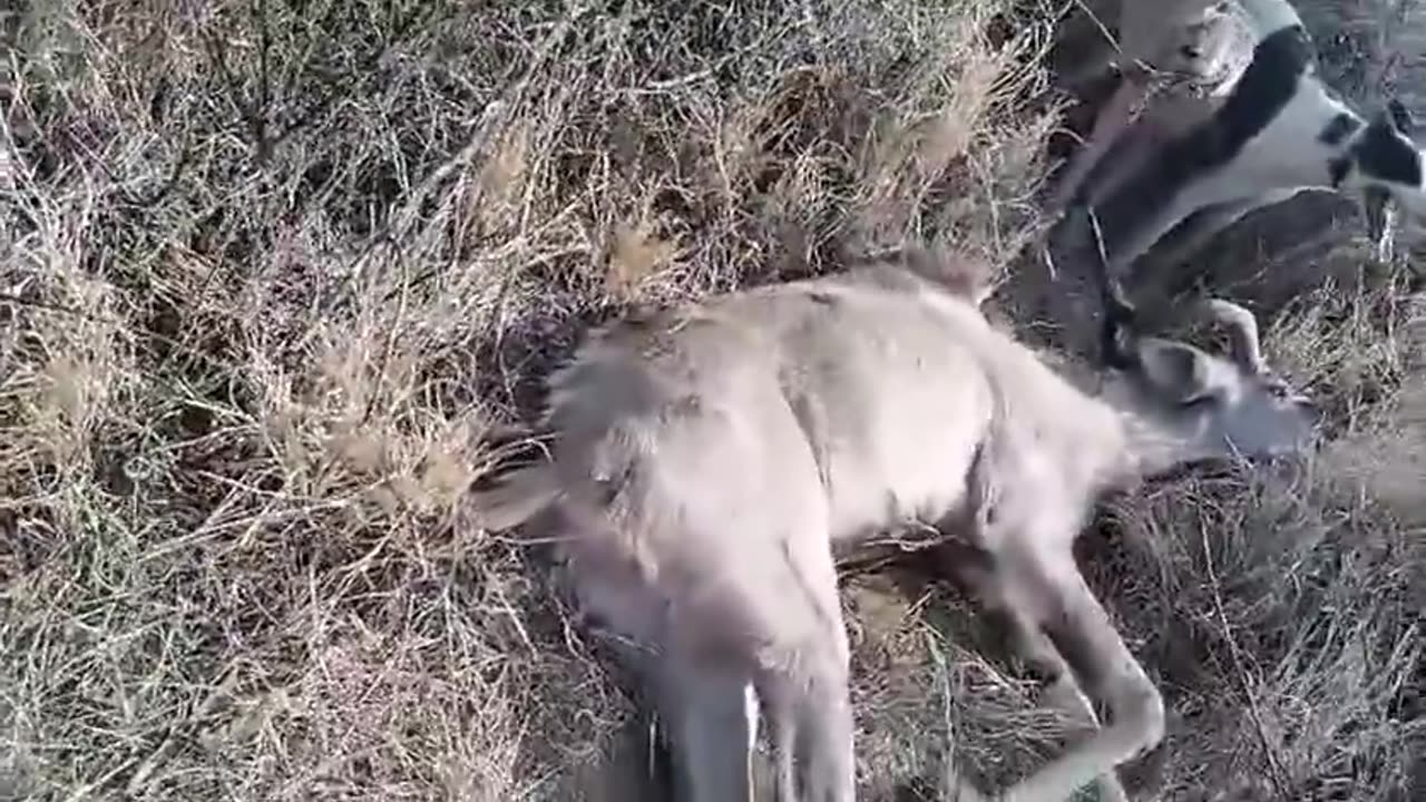 Boargreys and antelope