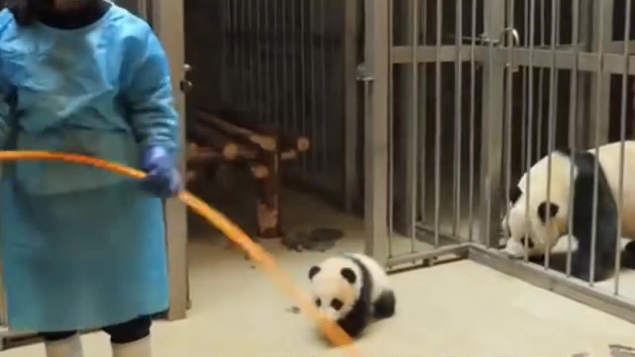 Look at the daily life of the cutest animal in the world, the panda mother and son