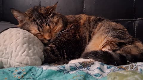 Epic Pillow Nap: Watch This Cat Drift Into Dreamland 💤