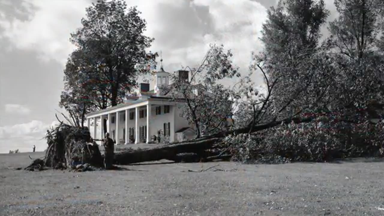 The Pecan Tree