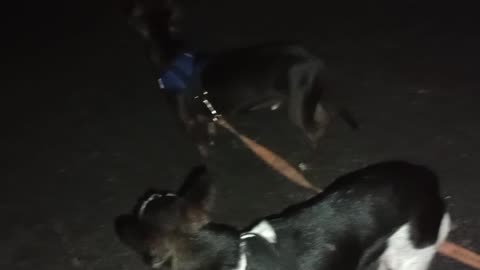 ChaCha Paco on a lazy evening doggie walk midway rest area. Paco even sat every now & again202596329