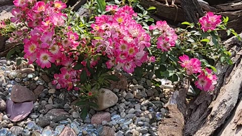 “The Drift Rose Bill of Rights”