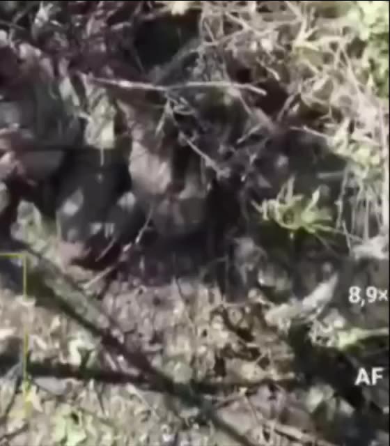 The faggots have been found