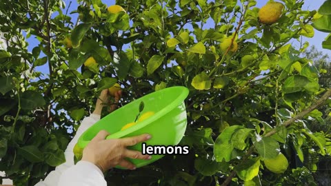 ✨ Cita sobre los limones | Lemon Quote – Español e Inglés | Día Escolar de la Fruta