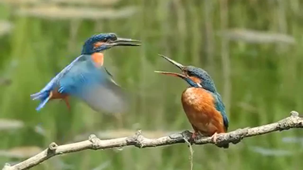 Two Lovely Birds