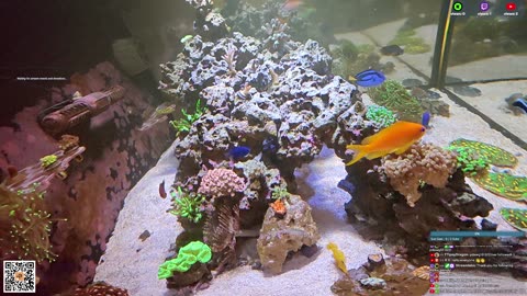 24/7 Real Live Reef Stream