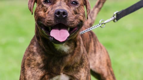 Curso para a detenção cães de raça perigosa