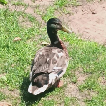 Duck video.