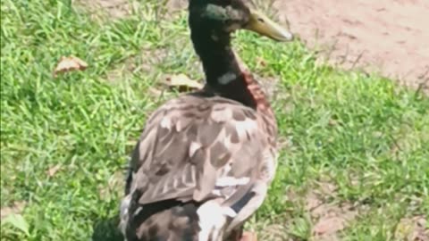 Duck video.