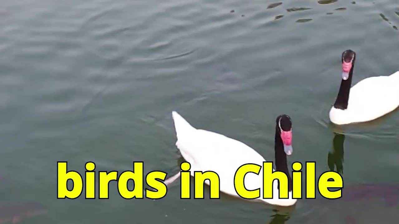 Bicentennial Park: Swans & Koi in Santiago 🦢🐟