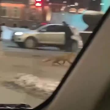 The forest was spotted on Nevsky Prospekt