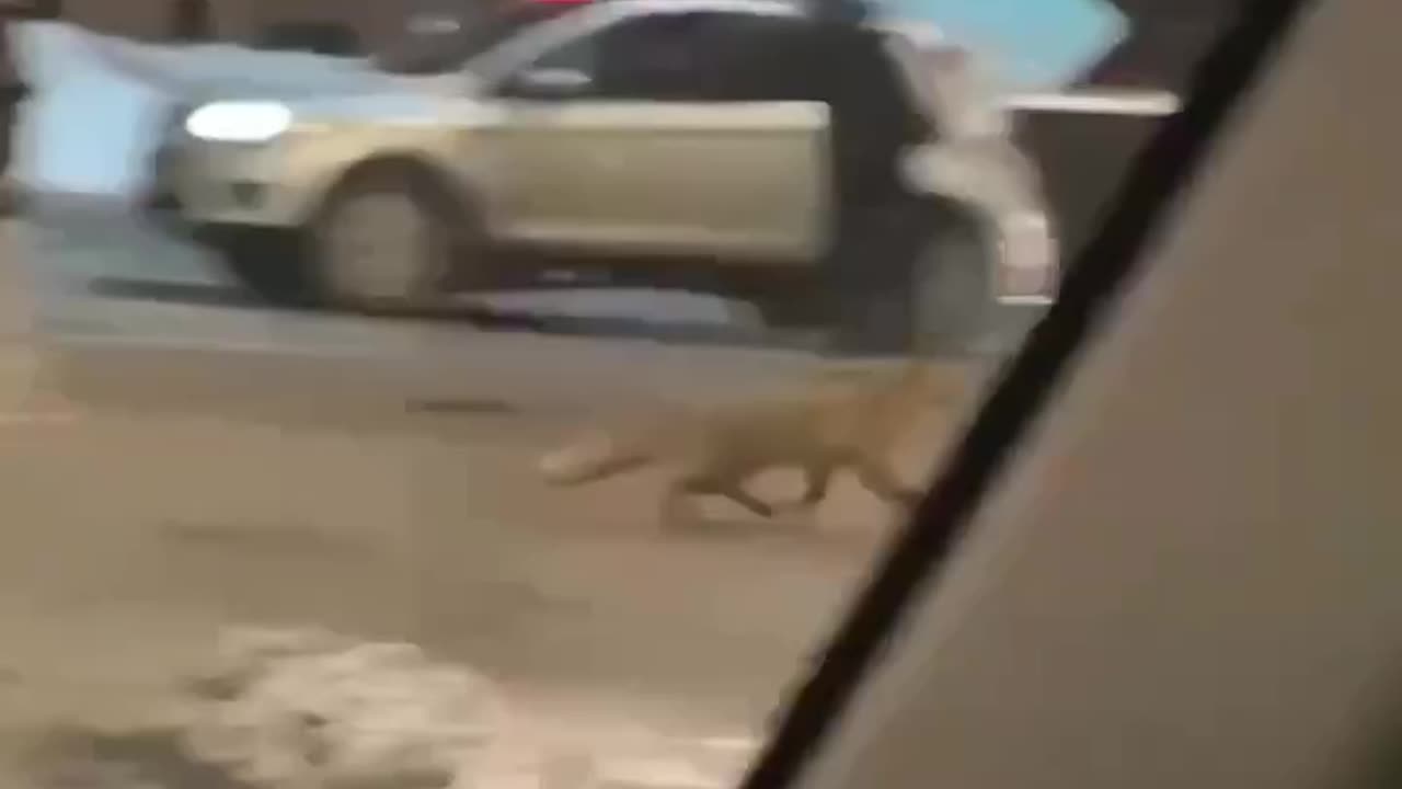 The forest was spotted on Nevsky Prospekt