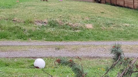 Front yard frolic