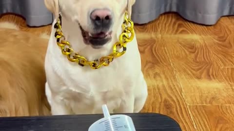 “My Best Friend – The Complete Guide to Responsible Dog Care Every Owner Needs”