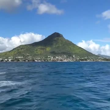 Dolphin approves of cleaning of the ocean waters