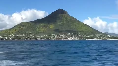 Dolphin approves of cleaning of the ocean waters