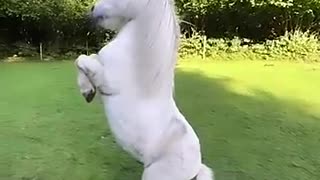Must Watch: Watch Out For This Silly Dog | FUNNIEST Pets of the Month