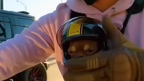 Funny animals