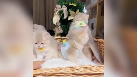 Hilarious animals