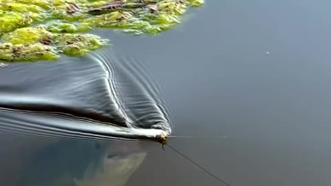 Monster Fish Strikes! 🐟 Tiny Bait Lures a River Beast | Unreal Fish Attack Caught on Cam”
