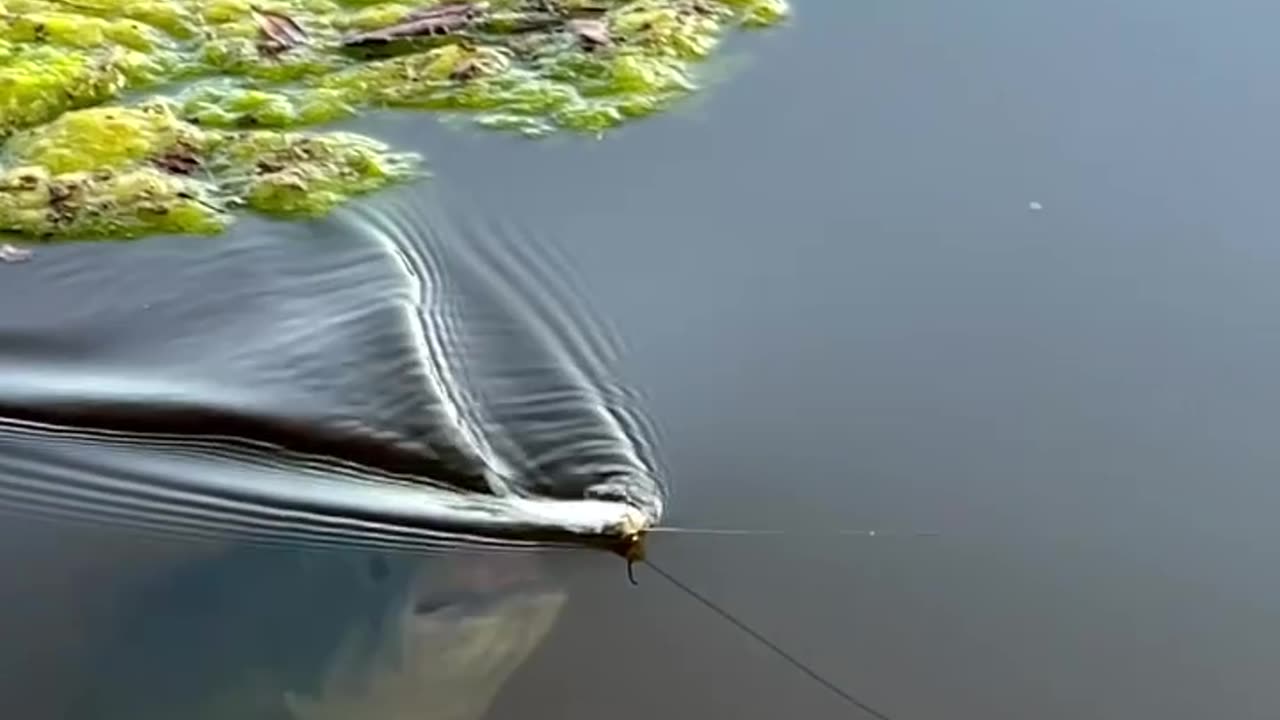 Monster Fish Strikes! 🐟 Tiny Bait Lures a River Beast | Unreal Fish Attack Caught on Cam”