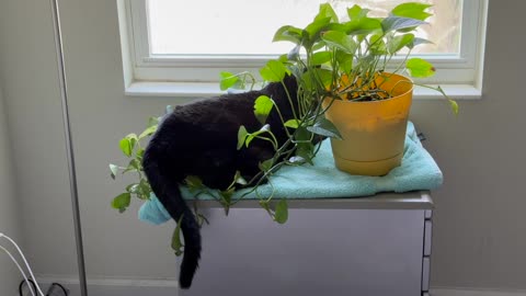 Cute Precious Piper Relaxes with the Plant - My Adopted Shelter Cat Vlog