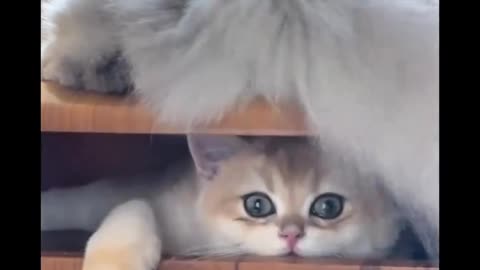 hei, what are you !?! 😽😽😽🤣🤣🤣🤣