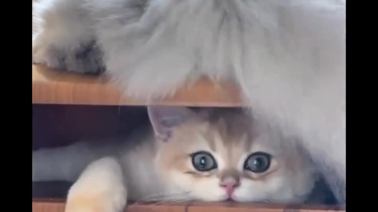 hei, what are you !?! 😽😽😽🤣🤣🤣🤣