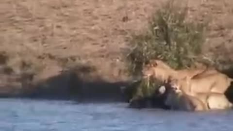 animals
