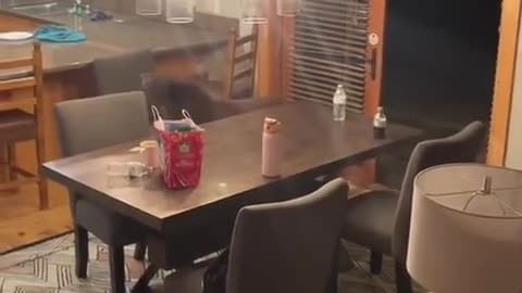 😂🐻 Bear: Just Stopping By for a Quick Snack... You Don't Mind, Do Ya? | FunFM