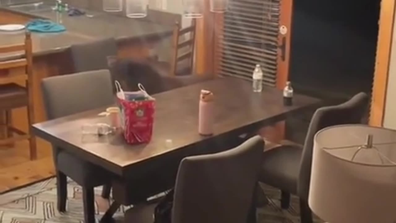 😂🐻 Bear: Just Stopping By for a Quick Snack... You Don't Mind, Do Ya? | FunFM