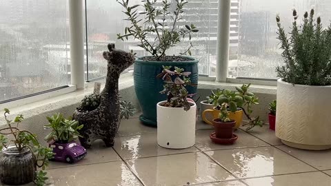 20 Minutes of Pure Rain Sounds on Balcony with Potplants