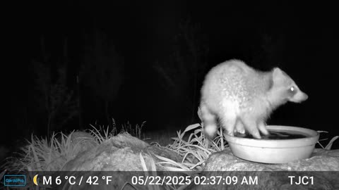 Raccoon in the Birdbath
