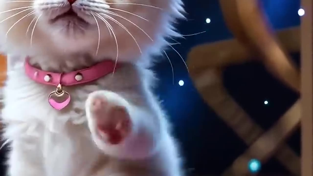 🐱🔥 PitiCat's 15 Fun Dance Styles – Cute & Funny Cat Dancing! 🎵💃 #Shorts #cat #kucing #kitten #ai