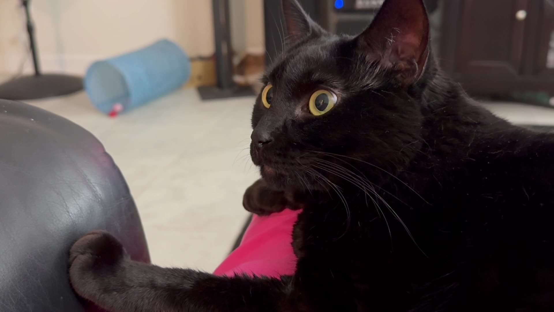 Cute Precious Piper is Interested in Something - My Adopted Shelter Cat Vlog