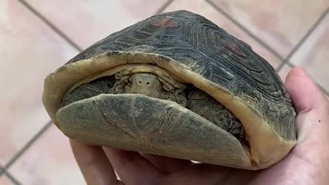 🧠✨ The Amazing Ability of Box Turtles to Close Their Shells! | FeedMyCuriosity