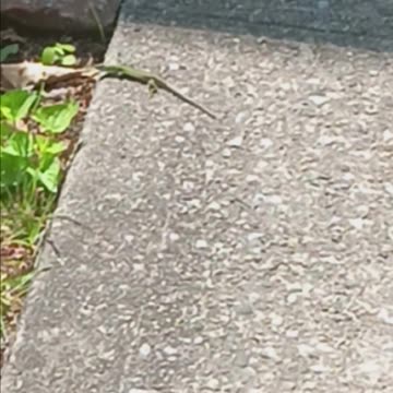 Italian wall lizard.
