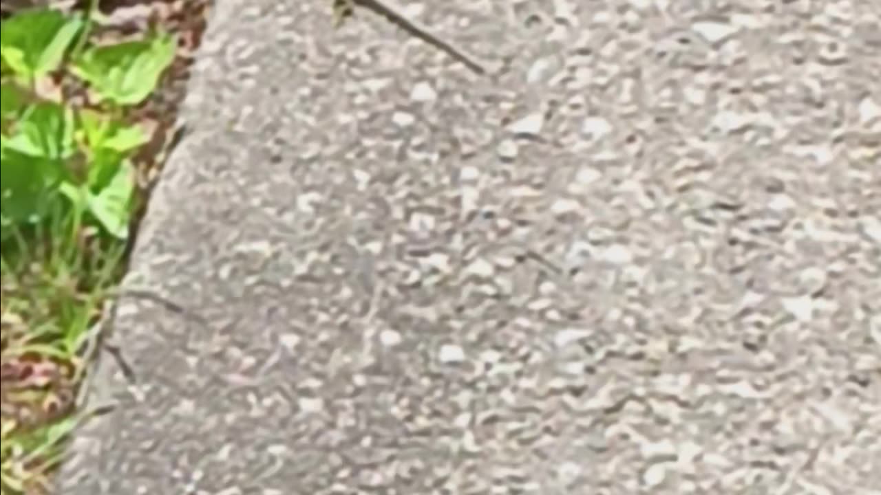 Italian wall lizard.