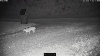 Here Kitty Kitty Kitty!