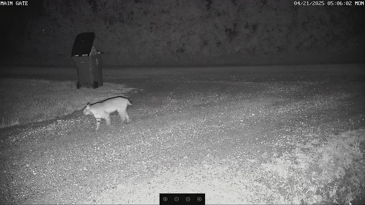 Here Kitty Kitty Kitty!