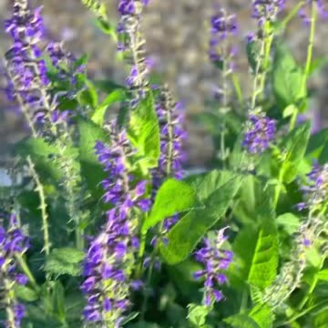 Exciting Announcement