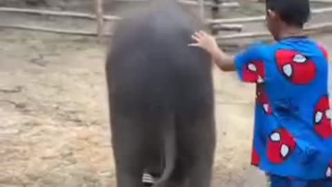 Funny videos of elephants 🤣